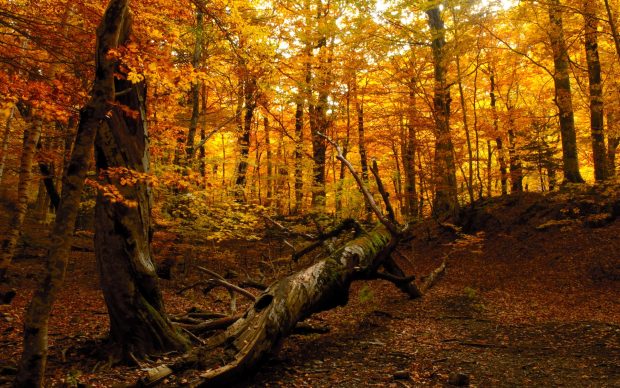 Autumn Forest Wallpaper HD.