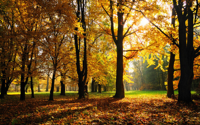 November Wallpapers HD - PixelsTalk