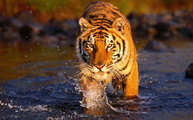 Awesome Bengal Tiger Background.