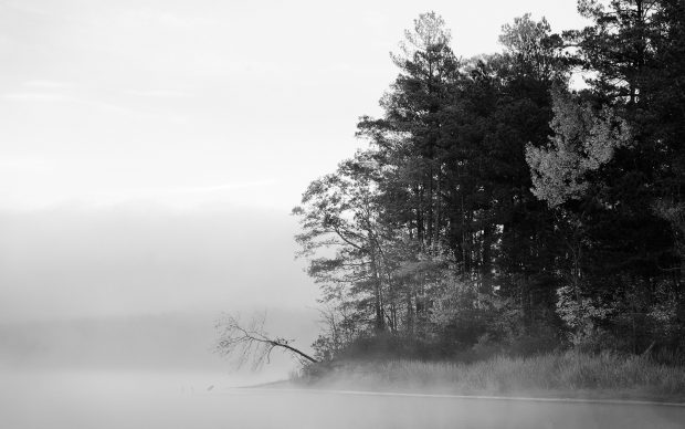 Awesome Black and White Forest Hi Res.