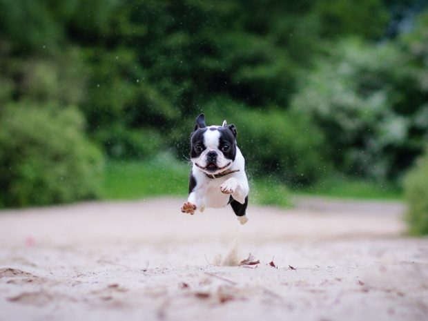 Awesome Boston Terrier 1920x1440.