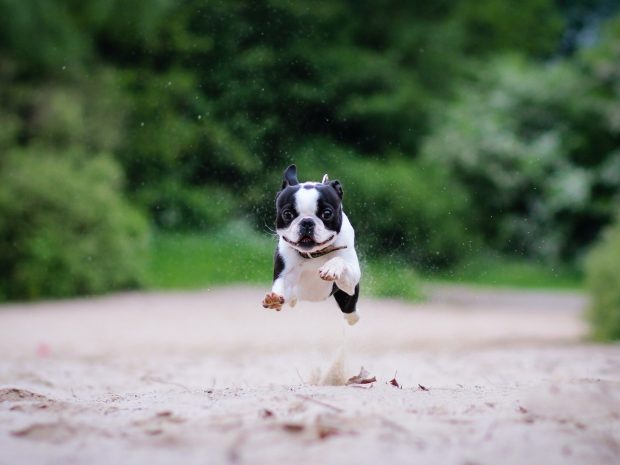 Awesome Boston Terrier 1920x1440.
