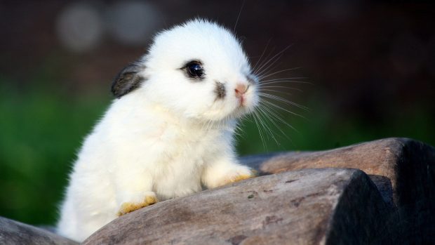 Baby Bunny Background HD.