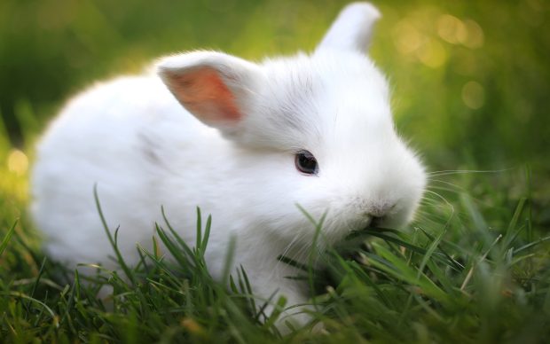 Baby Bunny Background Widescreen.