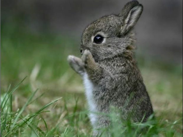 Baby Bunny Background for Desktop.