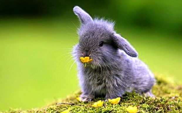 Baby Bunny Wallpaper Widescreen.