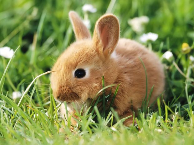 Baby Bunny Wallpaper for Desktop.