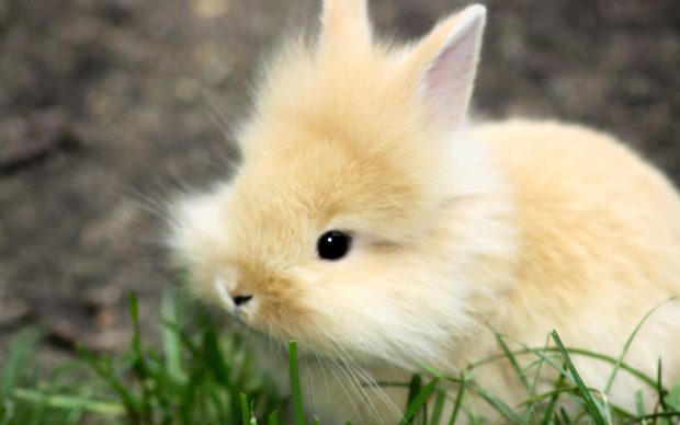 Baby Bunny Widescreen Wallpaper.