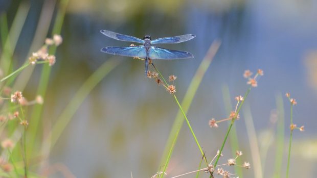 Backgrounds Dragonfly HD.