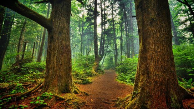 Backgrounds Forest Desktop.