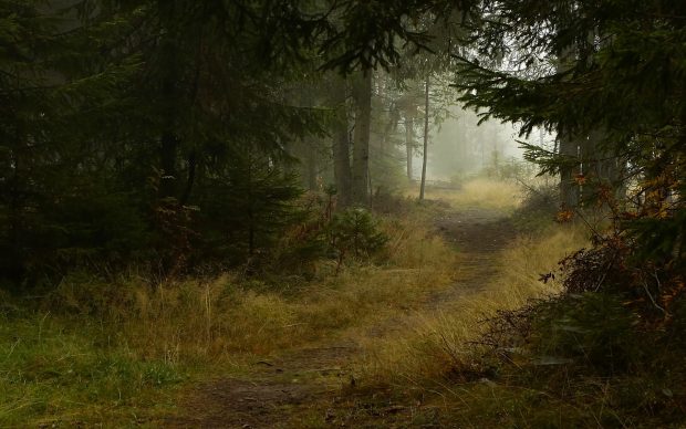 Backgrounds dark forest.