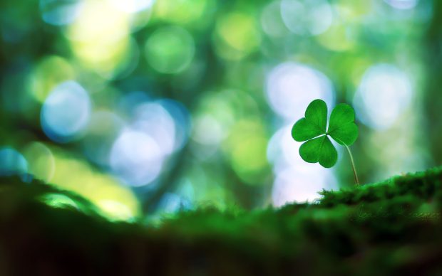 Backgrounds four leaf clover.