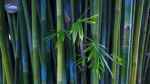 Bamboo Forest Background Full HD.