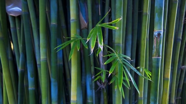 Bamboo Forest Background Full HD.