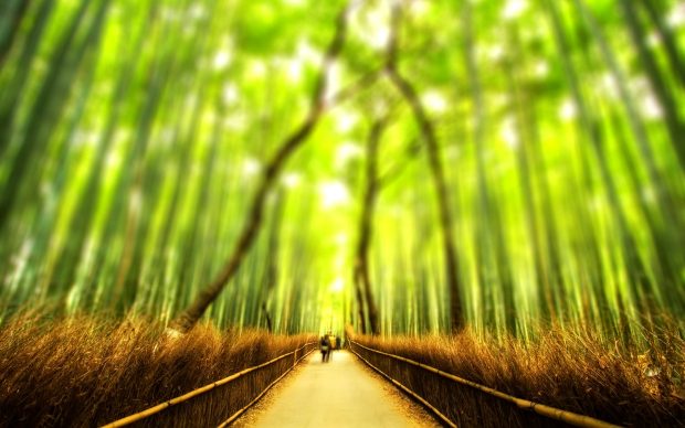 Bamboo Forest Background HD.
