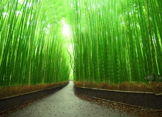 Bamboo Forest Desktop Wallpaper.