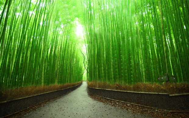 Bamboo Forest Desktop Wallpaper.