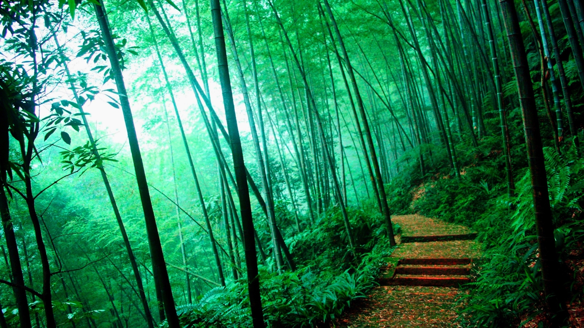 Bamboo Forest HD Wallpaper 