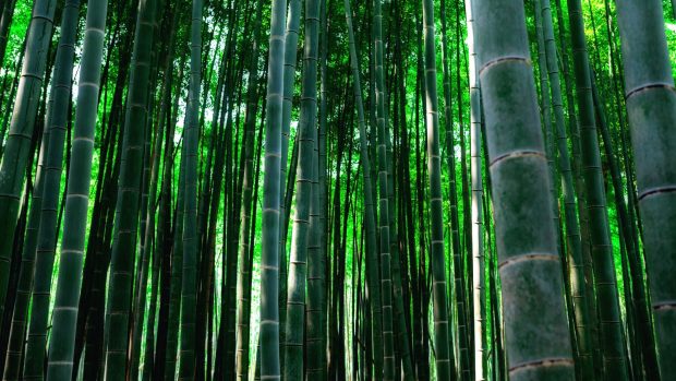 Bamboo Forest HD Background.