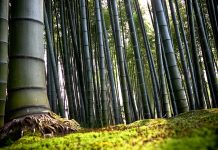 Bamboo Forest HD Wallpaper.