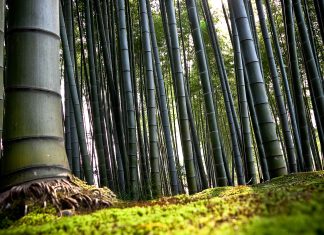 Bamboo Forest HD Wallpaper.