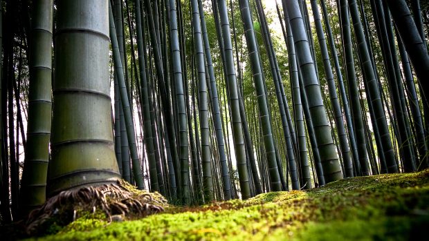 Bamboo Forest HD Wallpaper.