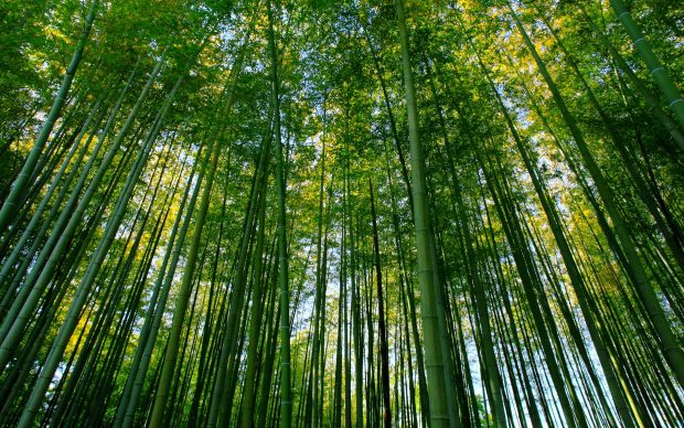 Bamboo Forest Wallpaper Free Download.