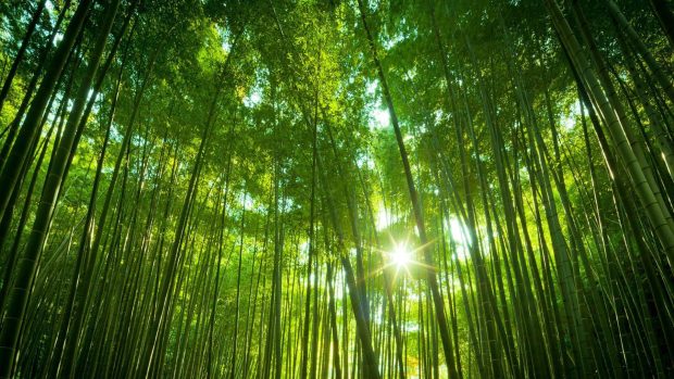 Bamboo Forest Wallpaper Full HD.