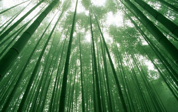 Bamboo Forest Wallpaper Widescreen.