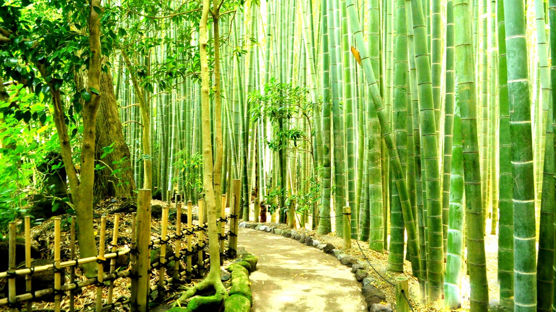 Chinese Bamboo Forest Wallpaper