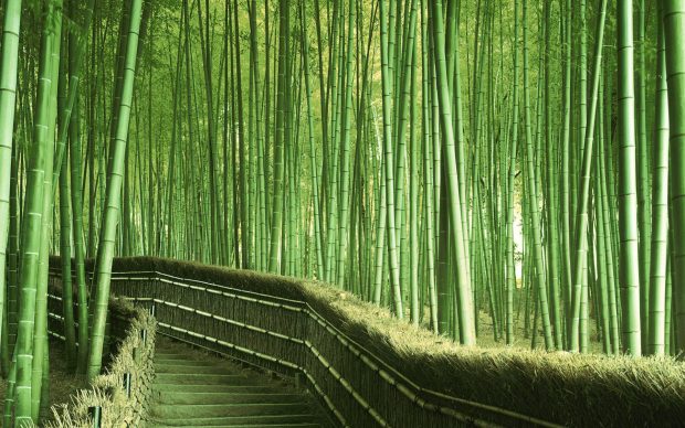 Bamboo Forest Widescreen Wallpaper.
