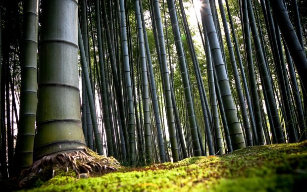 Bamboo Trees Forest HD Desktop Wallpaper.