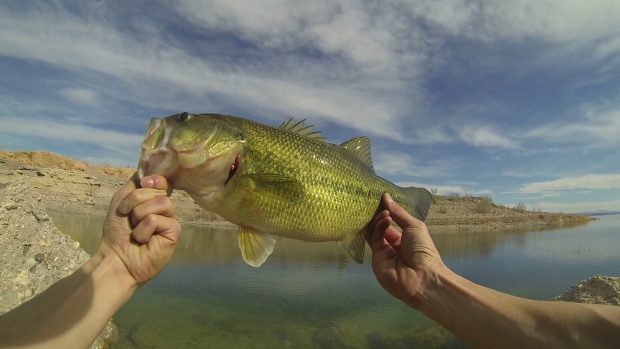 Bass Fishing Background Free Download.