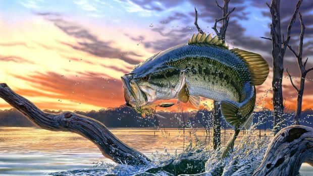 Bass Fishing Wallpaper Full HD.