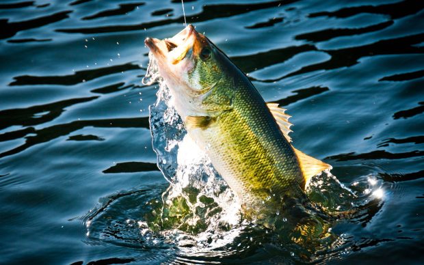 Bass Fishing Wallpaper Widescreen.