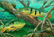 Bass Fishing Widescreen Wallpaper.