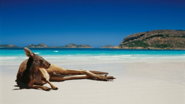 Beach wallpaper kangaroos australia wallpapers.