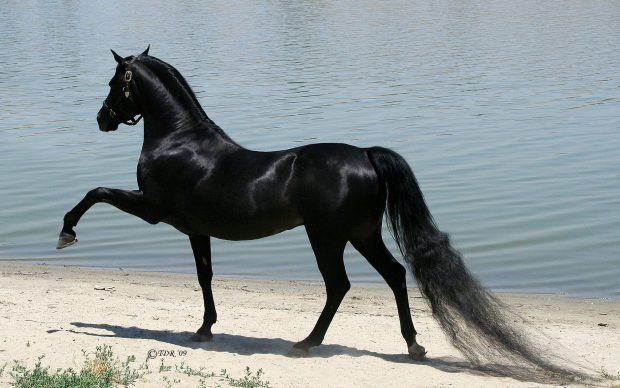 Beautiful Arabian Horse 1920x1200.