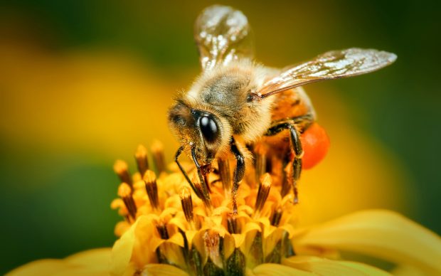 Beautiful Bee Background.
