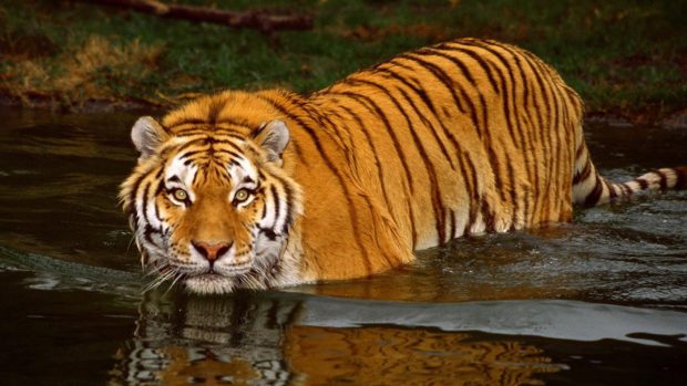 Beautiful Bengal Swimming Tiger Wallpaper.