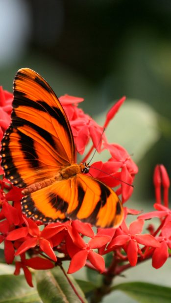 Beautiful Butterfly on Hot Red Flowers.