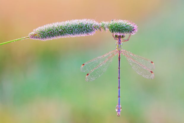 Beautiful Dragonfly HD Backgrounds.