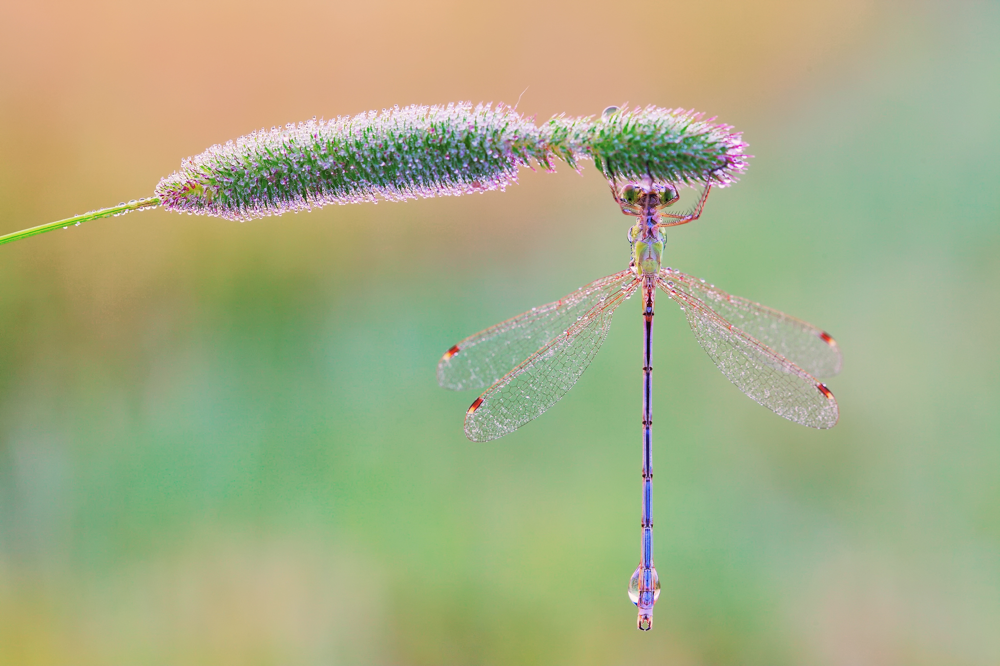 Dragonfly Wallpapers HD 
