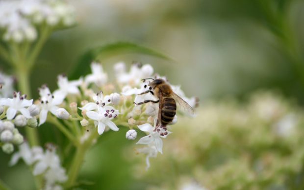 Bee Animal World Desktop Wallpaper.