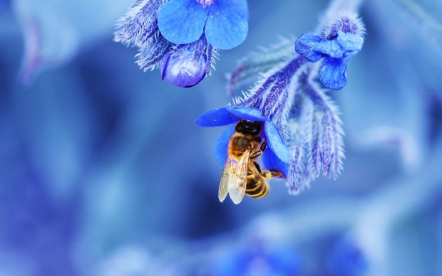 Bee Wallpaper Free Download.