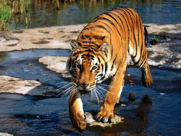 Bengal Tiger Background Free Download.