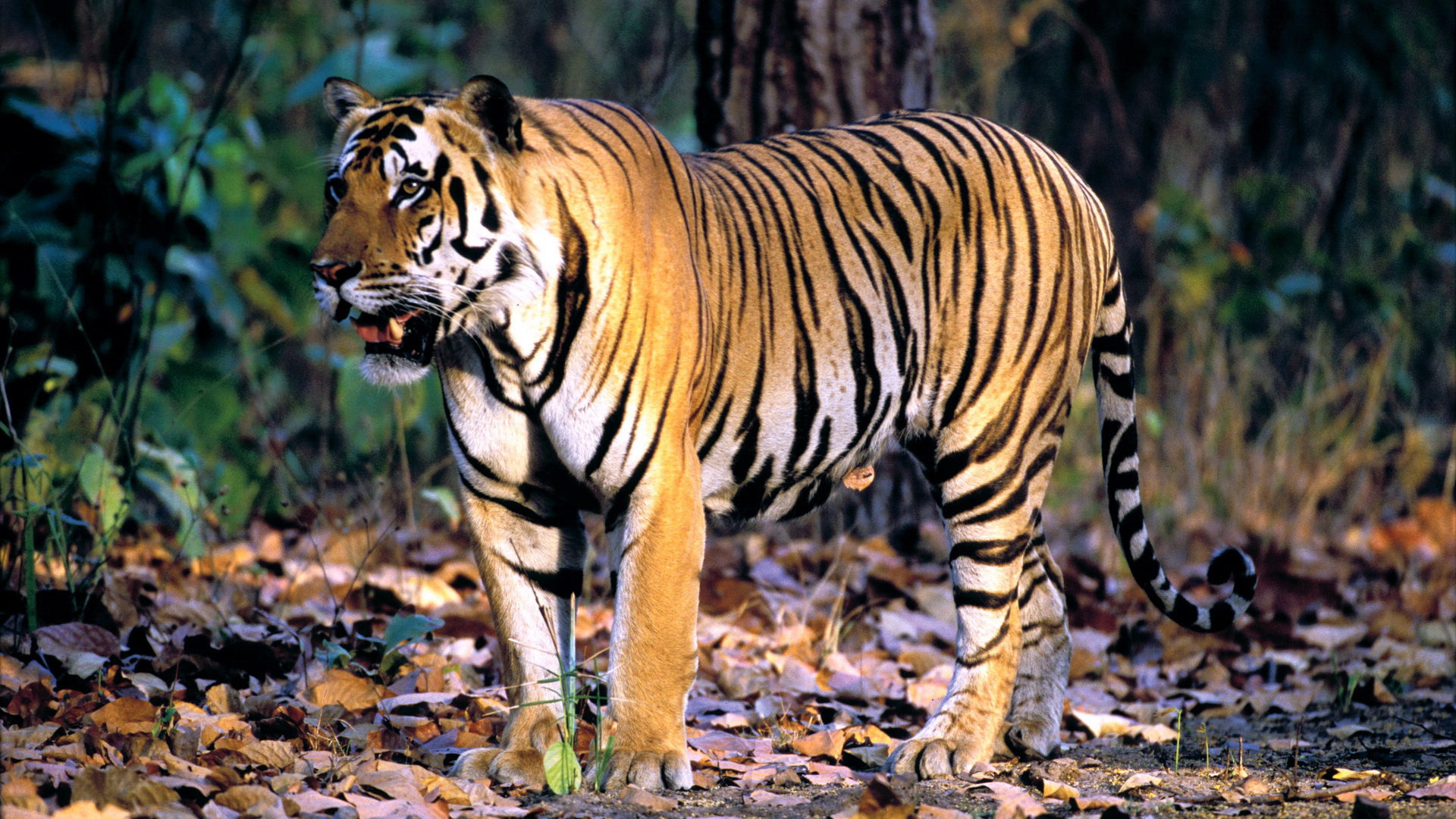 HD Bengal Tiger Background 