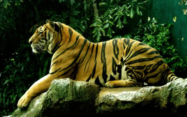 Bengal Tiger Background HD.