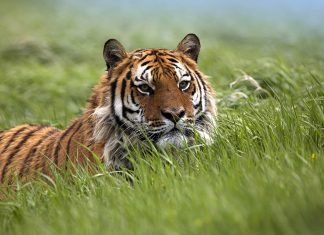 Bengal Tiger Background Widescreen.