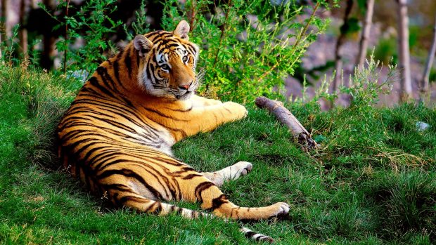 Bengal Tiger Background for Desktop.